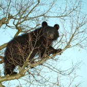 Nhật Bản phát hiện 13.670 trường hợp gấu xuất hiện trong 6 tháng